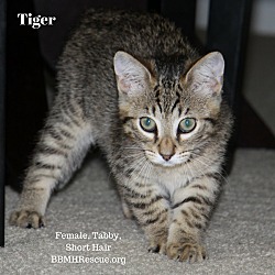 Thumbnail photo of Tiger #3