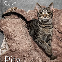 Photo of Pita
