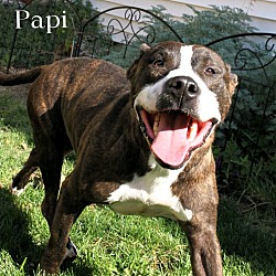 Thumbnail photo of Papi (Cross Post) #2