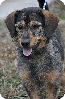 Southbury, CT - Yorkie, Yorkshire Terrier. Meet Scruff a ...