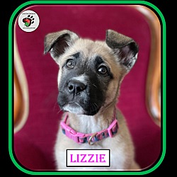 Thumbnail photo of Lizzie - Single puppy #1
