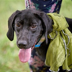 Thumbnail photo of Female black lab mixes #1