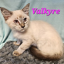 Thumbnail photo of Valkyre #1