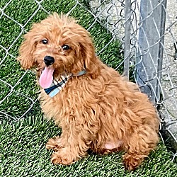 Thumbnail photo of Scooby-Cavapoo Puppy! #1