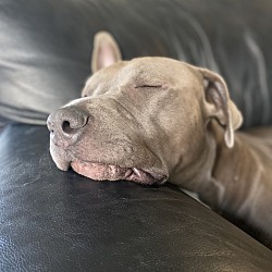 Thumbnail photo of Zoe aka velvet couch hippo #2