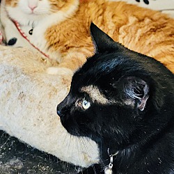 bonded pet photo