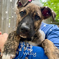 adopt a pet