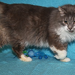 Thumbnail photo of Paws (Neutered/FIV+)-Update #3
