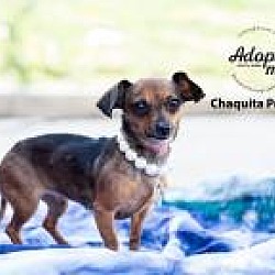 Thumbnail photo of Chaquita Poquita #1