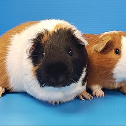 Guinea pig sale rescue dfw