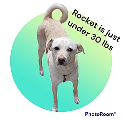 Thumbnail photo of Rocket #4