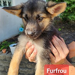 Photo of Furfrou