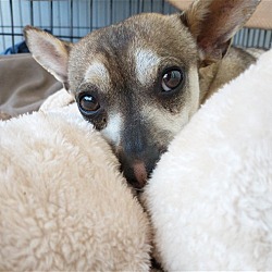 Thumbnail photo of Bandit-in a foster #3