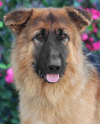 Los Angeles, CA - German Shepherd Dog. Meet Hercules von Herford a Pet ...