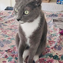 Thumbnail photo of Cosmo (Russian blue mix) #2