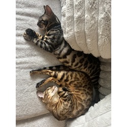 Thumbnail photo of Bengal kittens #3