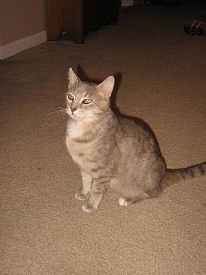 Sparta, IL - Domestic Shorthair. Meet Angel a Pet for Adoption ...