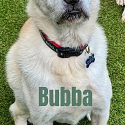 Photo of Bubba (MUST BE ADOPTED WITH SIMBA)