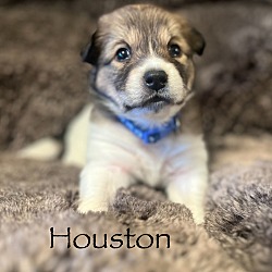 Thumbnail photo of Houston #1