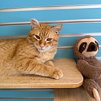 adopt a pet