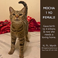adopt a pet