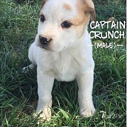 Thumbnail photo of Captain Crunch #2