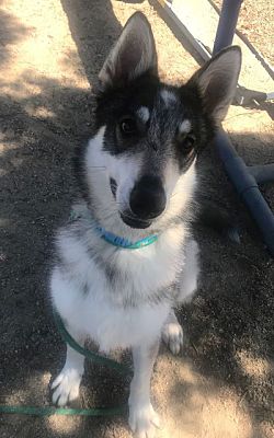 Carlsbad, CA - Siberian Husky/Shepherd (Unknown Type). Meet Georgie a