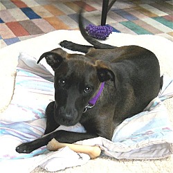 Thumbnail photo of Penny**ADOPTED** #3