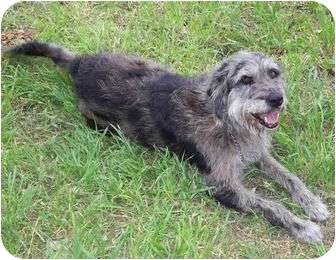 irish otterhound