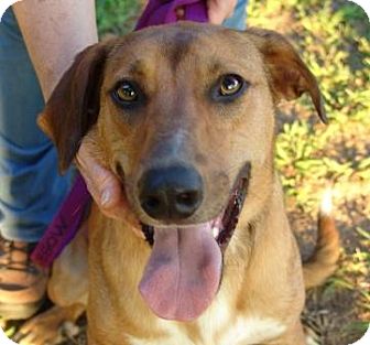 Plainfield, CT - Mountain Cur. Meet Luke a Dog for Adoption.