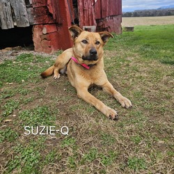 Thumbnail photo of Suzie Q #4
