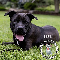 Thumbnail photo of Lacey #1