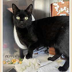 Thumbnail photo of Pepper (fta) #2