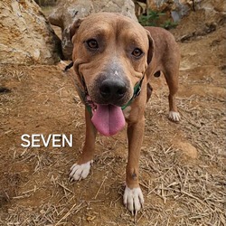 Thumbnail photo of Seven #1