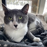 adopt-pet