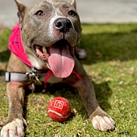 adopt a pet