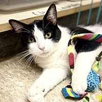 adopt a pet