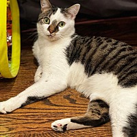 adopt a pet