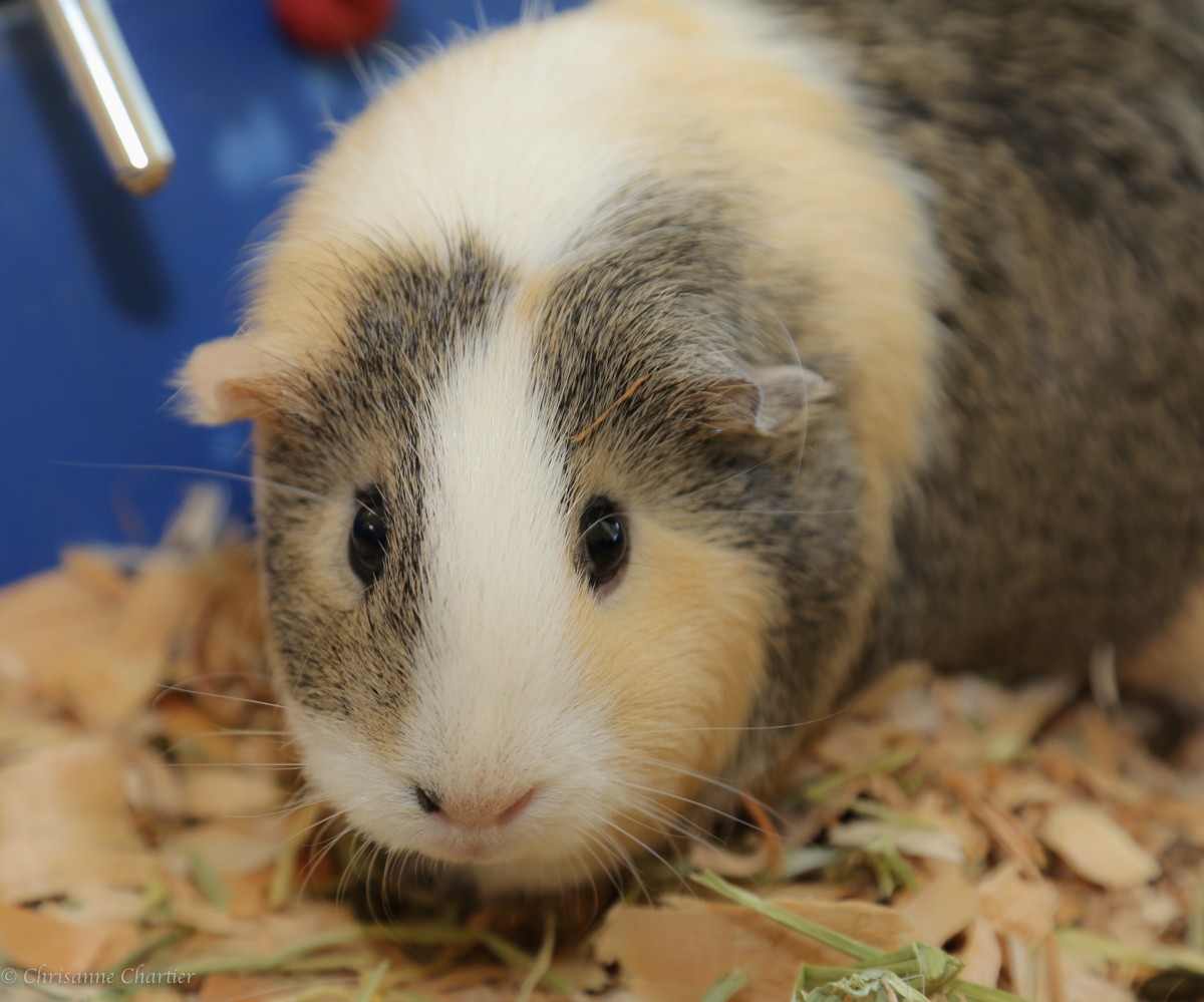 bugsy guinea pig