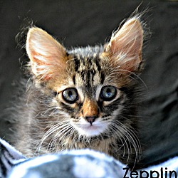 Thumbnail photo of Zepplin #1