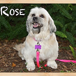 Thumbnail photo of Rose #4