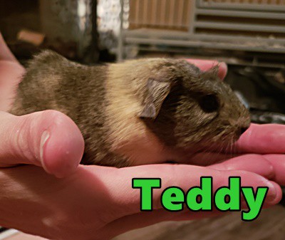 teddy guinea pig for sale