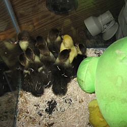 Thumbnail photo of Ducklings (12) #2