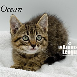 Thumbnail photo of Ocean #1