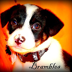 Thumbnail photo of Brambles~adopted! #2