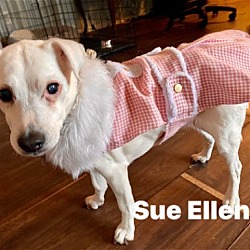 Thumbnail photo of Sue Ellen #1