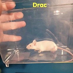 Photo of Drac