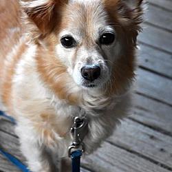 Photo of Toby, 10 yrs, 18 Lbs, $200