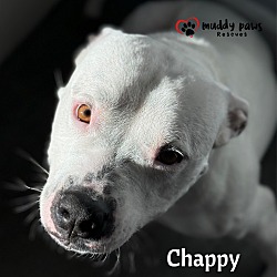Thumbnail photo of Chappy #3