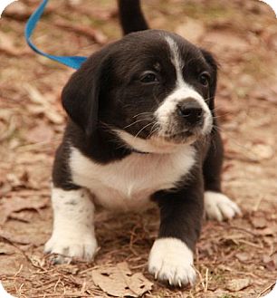 border collie hound mix puppy